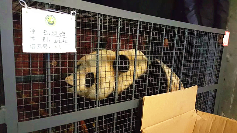 國寶熊貓托運(yùn)